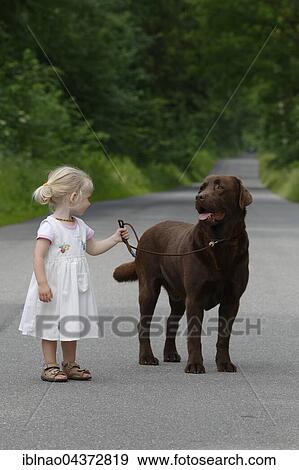 Little girl, two years old, going for a walk with a dog, brown Labrador Retriever, Germany, Europe View Large Photo Image Stock Photo - Little girl, two years old, going for a walk with a dog, brown Labrador Retriever, Germany, Europe. Fotosearch