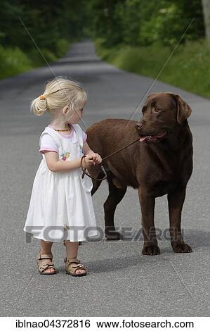 Stock Photograph - Little girl, two years old, going for a walk with a dog, brown Labrador Retriever, Germany, Europe. Fotosearch