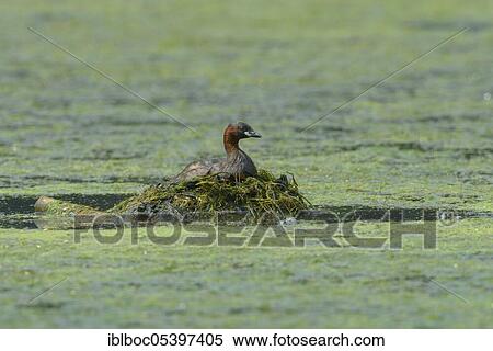 Little grebe (Tachybaptus ruficollis), North Rhine-Westphalia, Germany, Europe View Large Photo Image Stock Photography - Little grebe (Tachybaptus ruficollis), North Rhine-Westphalia, Germany, Europe. Fotosearch