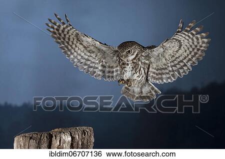 Little owl (Athene noctua), approaching the perch at dusk, North Rhine-Westphalia, Germany, Europe View Large Photo Image Stock Photograph - Little owl (Athene noctua), approaching the perch at dusk, North Rhine-Westphalia, Germany, Europe. Fotosearch