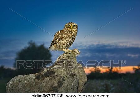 Little owl (Athene noctua), sitting with captured mouse on rock at dusk, North Rhine-Westphalia, Germany, Europe View Large Photo Image Stock Photo - Little owl (Athene noctua), sitting with captured mouse on rock at dusk, North Rhine-Westphalia, Germany, Europe. Fotosearch