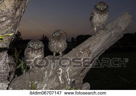 Little Owl (Athene noctua), young Little owls on the lookout branch at dusk, North Rhine-Westphalia, Germany, Europe View Large Photo Image Stock Photo - Little Owl (Athene noctua), young Little owls on the lookout branch at dusk, North Rhine-Westphalia, Germany, Europe. Fotosearch