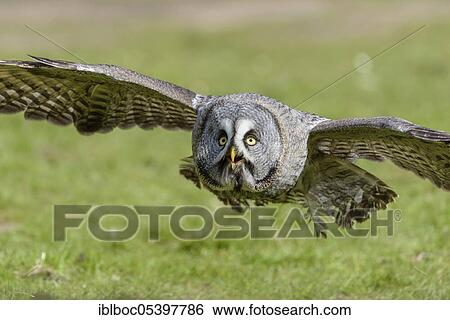 Stock Photograph - Little Owl (Strix nebulosa). Fotosearch