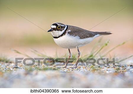 Little ringed plover (Charadrius dubius), Middle Elbe Biosphere Reserve, Saxony-Anhalt, Germany, Europe View Large Photo Image Stock Photography - Little ringed plover (Charadrius dubius), Middle Elbe Biosphere Reserve, Saxony-Anhalt, Germany, Europe. Fotosearch