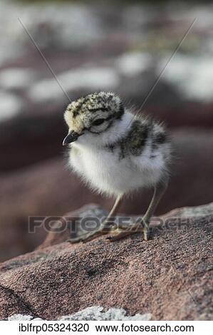 Stock Image - Little Ringed Plover, chick, Charadrius hiaticula, Scotland, United Kingdom, Europe. Fotosearch