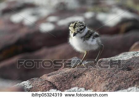 Little Ringed Plover, chick, Charadrius hiaticula, Scotland, United Kingdom, Europe View Large Photo Image Stock Photo - Little Ringed Plover, chick, Charadrius hiaticula, Scotland, United Kingdom, Europe. Fotosearch