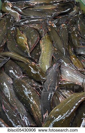 Live catfish, Catfish, Banzaan Fish Market, Patong Beach, Phuket, Thailand, Asia View Large Photo Image Stock Photograph - Live catfish, Catfish, Banzaan Fish Market, Patong Beach, Phuket, Thailand, Asia. Fotosearch