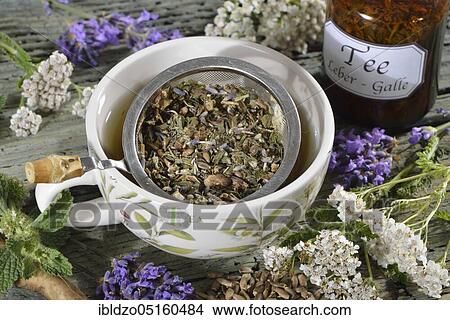 Liver and gall tea (dandelion root) Lavender flowers, milk thistle fruit (Silybum marianum), peppermint leaves, peppermint, yarrow, horehound, Benedictine herb, Benedictine root, Benedictine thistle (Lavandula angustifolia), Taraxacum officin View Large Photo Image Picture - Liver and gall tea (dandelion root) Lavender flowers, milk thistle fruit (Silybum marianum), peppermint leaves, peppermint, yarrow, horehound, Benedictine herb, Benedictine root, Benedictine thistle (Lavandula angustifolia), Taraxacum officin. Fotosearch