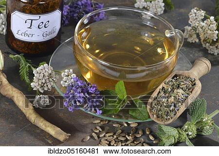 Liver and gall tea (dandelion root) Lavender flowers, milk thistle fruit (Silybum marianum), peppermint leaves, peppermint, yarrow, horehound, Benedictine herb, Benedictine root, Benedictine thistle (Lavandula angustifolia), Taraxacum officin View Large Photo Image Stock Image - Liver and gall tea (dandelion root) Lavender flowers, milk thistle fruit (Silybum marianum), peppermint leaves, peppermint, yarrow, horehound, Benedictine herb, Benedictine root, Benedictine thistle (Lavandula angustifolia), Taraxacum officin. Fotosearch