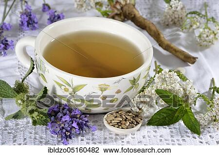 Liver and gall tea (dandelion root) Lavender flowers, milk thistle fruit (Silybum marianum), peppermint leaves, peppermint, yarrow, horehound, Benedictine herb, Benedictine root, Benedictine thistle (Lavandula angustifolia), Taraxacum officin View Large Photo Image Stock Image - Liver and gall tea (dandelion root) Lavender flowers, milk thistle fruit (Silybum marianum), peppermint leaves, peppermint, yarrow, horehound, Benedictine herb, Benedictine root, Benedictine thistle (Lavandula angustifolia), Taraxacum officin. Fotosearch