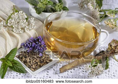 Liver and gall tea (dandelion root) Lavender flowers, milk thistle fruit (Silybum marianum), peppermint leaves, peppermint, yarrow, horehound, Benedictine herb, Benedictine root, Benedictine thistle (Lavandula angustifolia), Taraxacum officin View Large Photo Image Stock Image - Liver and gall tea (dandelion root) Lavender flowers, milk thistle fruit (Silybum marianum), peppermint leaves, peppermint, yarrow, horehound, Benedictine herb, Benedictine root, Benedictine thistle (Lavandula angustifolia), Taraxacum officin. Fotosearch
