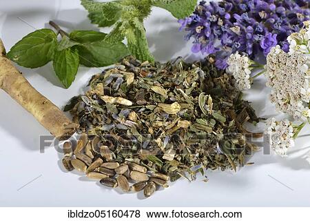 Liver and gall tea (dandelion root) Lavender flowers, milk thistle fruit (Silybum marianum), peppermint leaves, peppermint, yarrow, horehound, Benedictine herb, Benedictine root, Benedictine thistle (Lavandula angustifolia), Taraxacum officin View Large Photo Image Stock Photo - Liver and gall tea (dandelion root) Lavender flowers, milk thistle fruit (Silybum marianum), peppermint leaves, peppermint, yarrow, horehound, Benedictine herb, Benedictine root, Benedictine thistle (Lavandula angustifolia), Taraxacum officin. Fotosearch
