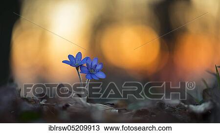 Liverwort (Hepatica nobilis) Lower Saxony, Germany, Europe View Large Photo Image Stock Image - Liverwort (Hepatica nobilis) Lower Saxony, Germany, Europe. Fotosearch