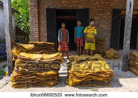 Local workers at a Rubber plantation near Myeik or Mergui, Myanmar, Asia View Large Photo Image Stock Image - Local workers at a Rubber plantation near Myeik or Mergui, Myanmar, Asia. Fotosearch