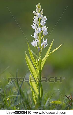 Long-leaved (Cephalanthera longifolia) forest bird, Lower Saxony, Germany, Europe View Large Photo Image Stock Image - Long-leaved (Cephalanthera longifolia) forest bird, Lower Saxony, Germany, Europe. Fotosearch