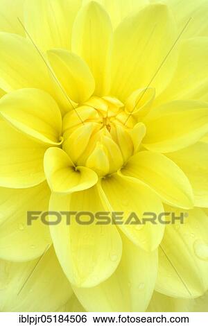 Stock Photograph - &lt; Latioc2NL (Dahlia spec. ) &gt;, variety Glorie van Heemstede, 1947 by Cor Geerlings (NL). Fotosearch
