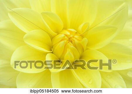 Stock Photography - &lt; Latioc2NL (Dahlia spec. ) &gt;, variety Glorie van Heemstede, 1947 by Cor Geerlings (NL). Fotosearch