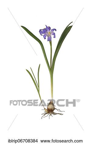 Lucile's Glory-of-the-snow (Chionodoxa luciliae), Germany, Europe View Large Photo Image Picture - Lucile's Glory-of-the-snow (Chionodoxa luciliae), Germany, Europe. Fotosearch