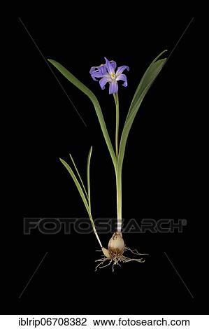 Stock Image - Lucile's Glory-of-the-snow (Chionodoxa luciliae), Germany, Europe. Fotosearch
