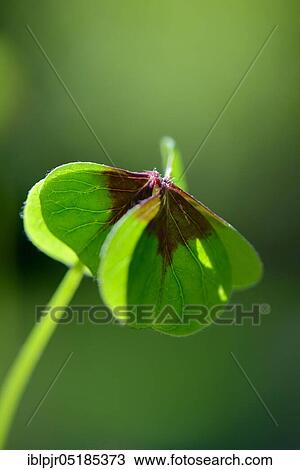 Lucky Clover, Shamrock ( Oxalis tetraphylla) View Large Photo Image Stock Image - Lucky Clover, Shamrock ( Oxalis tetraphylla). Fotosearch