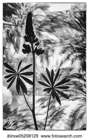 Stock Photo - Lupin (Lupinus), Dammer Berge, Lower Saxony, Germany, Europe. Fotosearch