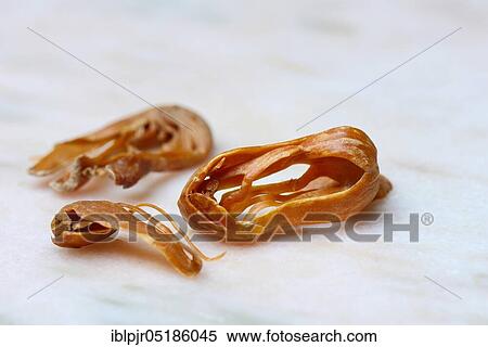 Mace, mace, mace, mace View Large Photo Image Stock Photography - Mace, mace, mace, mace. Fotosearch