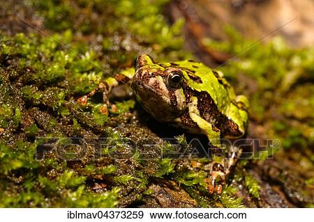 Stock Photo - Madagascar Rain Frog (Scaphiophryne madagascariensis), Analamazoatra Special Reserve, Andasibe-Mantadia National Park, eastern Madagascar, Madagascar, Africa. Fotosearch