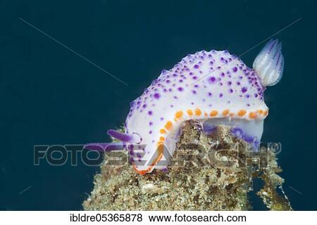 Magnificent slug, nudibranch (Mexichromis multituberculata), Ambon, Moluccas, Indonesia, Asia View Large Photo Image Stock Photo - Magnificent slug, nudibranch (Mexichromis multituberculata), Ambon, Moluccas, Indonesia, Asia. Fotosearch