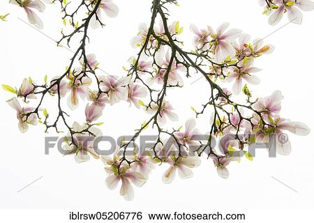 Magnolia (Magnolia) View Large Photo Image Stock Photograph - Magnolia (Magnolia). Fotosearch