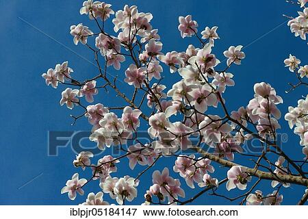 Stock Photo - Magnolia ( Magnolia x Veitchii x Denudata). Fotosearch