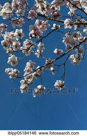 Stock Photograph - Magnolia ( Magnolia x Veitchii x Denudata). Fotosearch