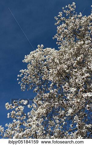 Magnolia tree( Magnolia spec. ), Ticino, Switzerland, Europe View Large Photo Image Stock Photo - Magnolia tree( Magnolia spec. ), Ticino, Switzerland, Europe. Fotosearch