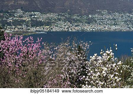 Magnolias in bloom, Parco Botanico, Piazzogna, Gambarogno, view of Locarno, Ticino, Switzerland, Europe View Large Photo Image Stock Photo - Magnolias in bloom, Parco Botanico, Piazzogna, Gambarogno, view of Locarno, Ticino, Switzerland, Europe. Fotosearch