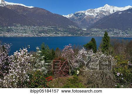 Magnolias in bloom, Parco Botanico, Piazzogna, Gambarogno, view of Locarno, Ticino, Switzerland, Europe View Large Photo Image Stock Photo - Magnolias in bloom, Parco Botanico, Piazzogna, Gambarogno, view of Locarno, Ticino, Switzerland, Europe. Fotosearch