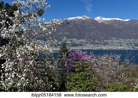 Magnolias in bloom, Parco Botanico, Piazzogna, Gambarogno, view of Locarno, Ticino, Switzerland, Europe View Large Photo Image Stock Photo - Magnolias in bloom, Parco Botanico, Piazzogna, Gambarogno, view of Locarno, Ticino, Switzerland, Europe. Fotosearch