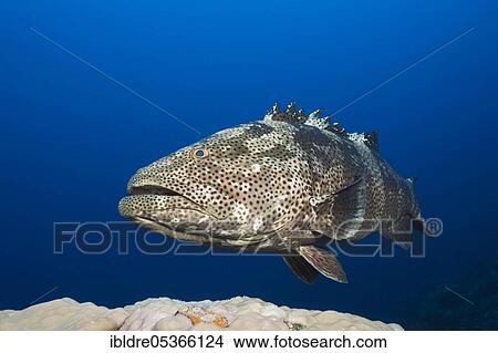 Malabar grouper (Epinephelus malabaricus), Great Barrier Reef, Australia, Oceania View Large Photo Image Picture - Malabar grouper (Epinephelus malabaricus), Great Barrier Reef, Australia, Oceania. Fotosearch