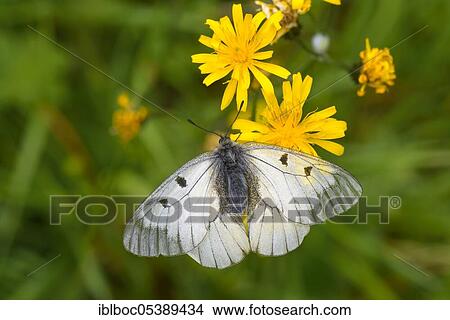 Picture - Male Black Apollo, Rhön, Bavaria, Germany (Parnassius mnemosyne hassicus). Fotosearch