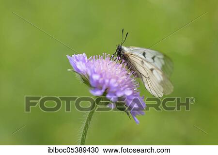 Stock Image - Male Black Apollo, Rhön, Bavaria, Germany (Parnassius mnemosyne hassicus). Fotosearch
