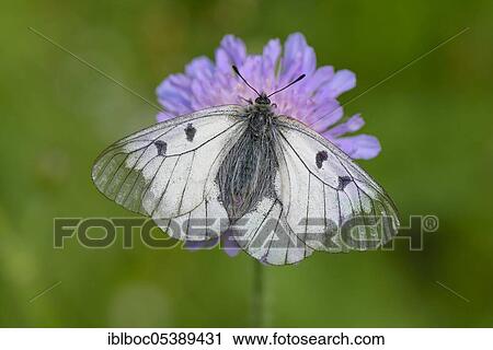 Male Black Apollo, Rhön, Bavaria, Germany (Parnassius mnemosyne hassicus) View Large Photo Image Stock Image - Male Black Apollo, Rhön, Bavaria, Germany (Parnassius mnemosyne hassicus). Fotosearch