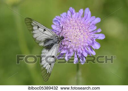 Male Black Apollo, Rhön, Bavaria, Germany (Parnassius mnemosyne hassicus) View Large Photo Image Stock Image - Male Black Apollo, Rhön, Bavaria, Germany (Parnassius mnemosyne hassicus). Fotosearch