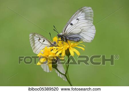 Male Black Apollo, Rhön, Bavaria (Parnassius mnemosyne hassicus), Germany, Europe View Large Photo Image Stock Image - Male Black Apollo, Rhön, Bavaria (Parnassius mnemosyne hassicus), Germany, Europe. Fotosearch