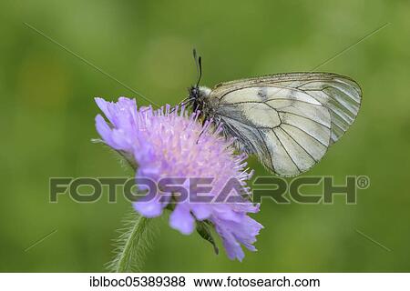 Male Black Apollo, Rhön, Bavaria, Germany (Parnassius mnemosyne hassicus) View Large Photo Image Stock Photo - Male Black Apollo, Rhön, Bavaria, Germany (Parnassius mnemosyne hassicus). Fotosearch
