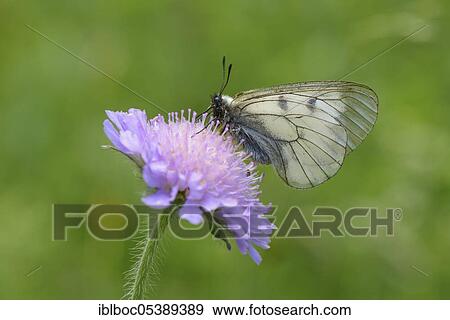 Stock Photo - Male Black Apollo, Rhön, Bavaria, Germany (Parnassius mnemosyne hassicus). Fotosearch