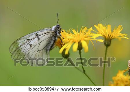 Male Black Apollo, Rhön, Bavaria, Germany (Parnassius mnemosyne hassicus) View Large Photo Image Stock Photo - Male Black Apollo, Rhön, Bavaria, Germany (Parnassius mnemosyne hassicus). Fotosearch