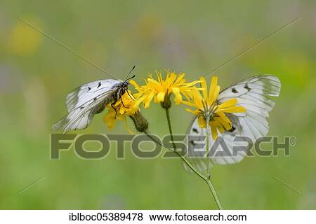 Male Black Apollo, Rhön, Bavaria, Germany (Parnassius mnemosyne hassicus) View Large Photo Image Stock Photo - Male Black Apollo, Rhön, Bavaria, Germany (Parnassius mnemosyne hassicus). Fotosearch