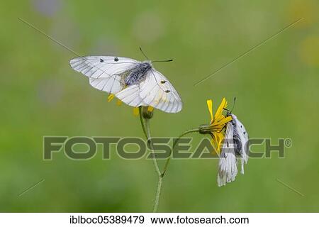 Stock Photo - Male Black Apollo, Rhön, Bavaria (Parnassius mnemosyne hassicus), Germany, Europe. Fotosearch