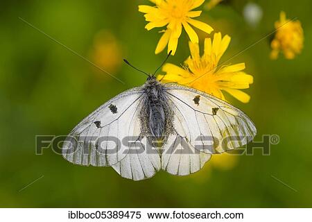Stock Photography - Male Black Apollo, Rhön, Bavaria, Germany (Parnassius mnemosyne hassicus). Fotosearch