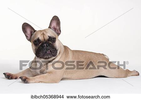 Male, French Bulldog View Large Photo Image Picture - Male, French Bulldog. Fotosearch