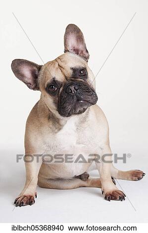 Stock Image - Male, French Bulldog. Fotosearch