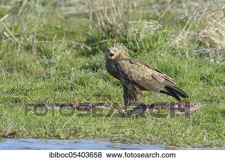 Stock Photo - Male Lesser spotted eagle (Aquila pomarina), Mecklenburg-Vorpommern, Germany, Europe. Fotosearch